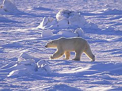 Polar Walk, Canada